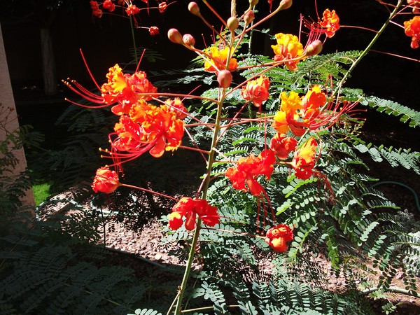 Bird of Paradise