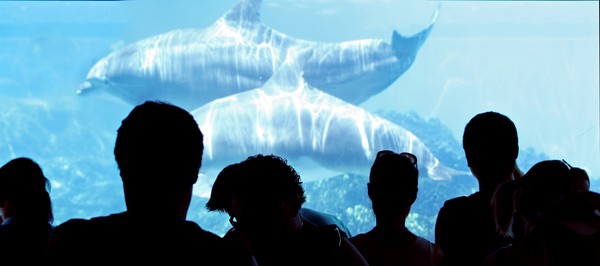 Under the Sea