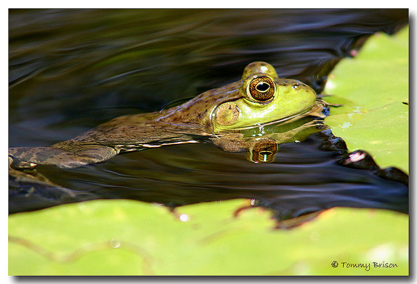 The frog