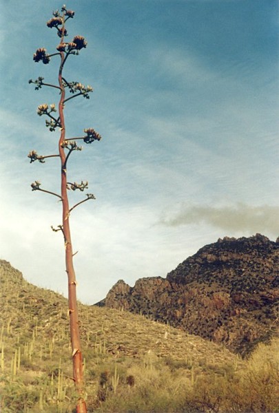 Agave