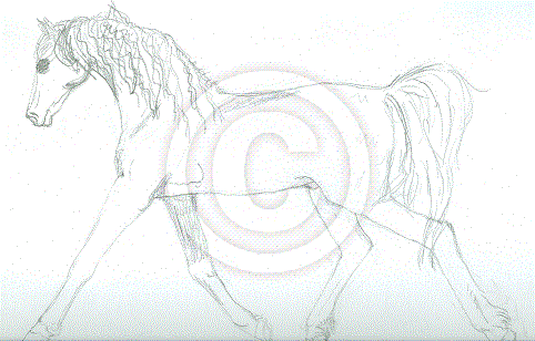 Pony of America