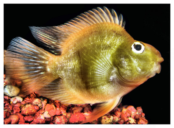 the kisser fish I