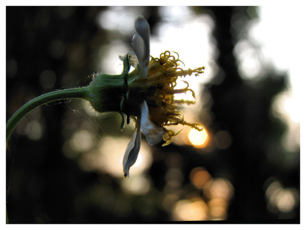 sun spark