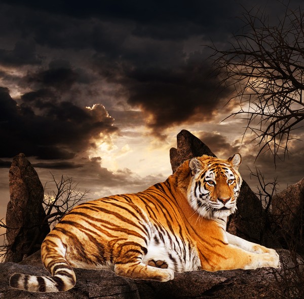 Resting Tiger