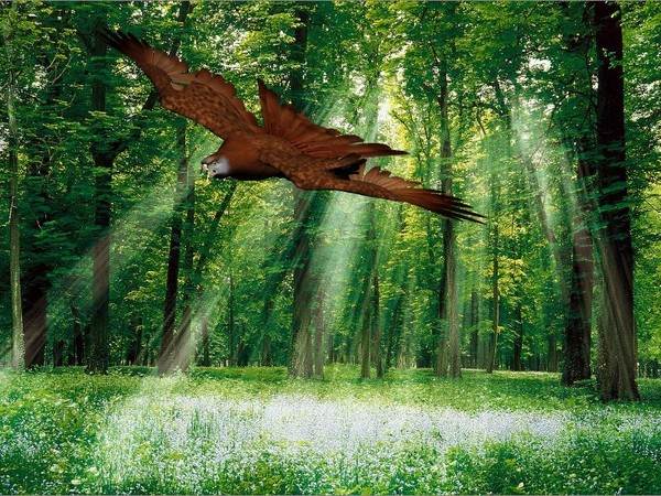 red kite