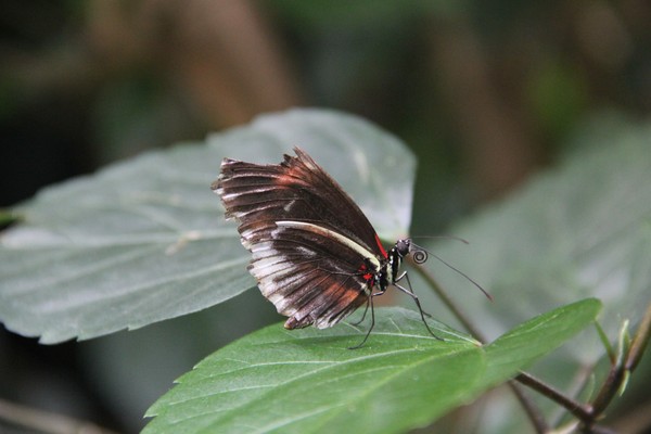 Black, white and red butterfly profile photo