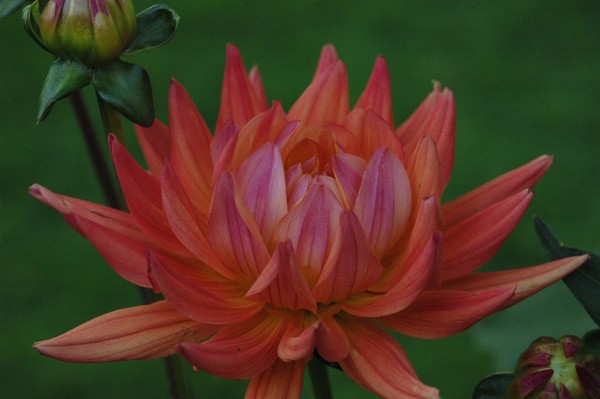Halifax Dahlia hybrids