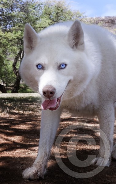 I don't recognize my dog park anymore