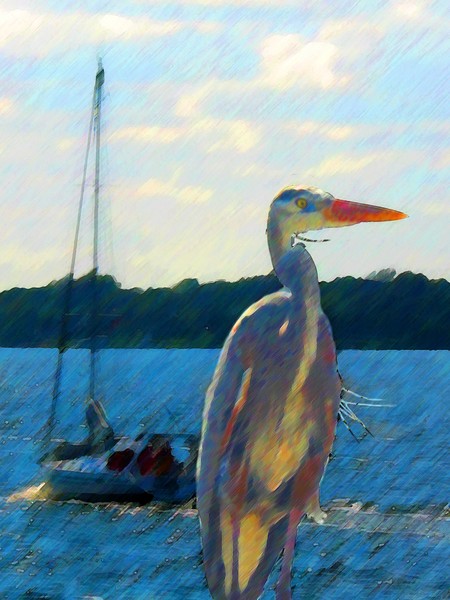 Great Blue