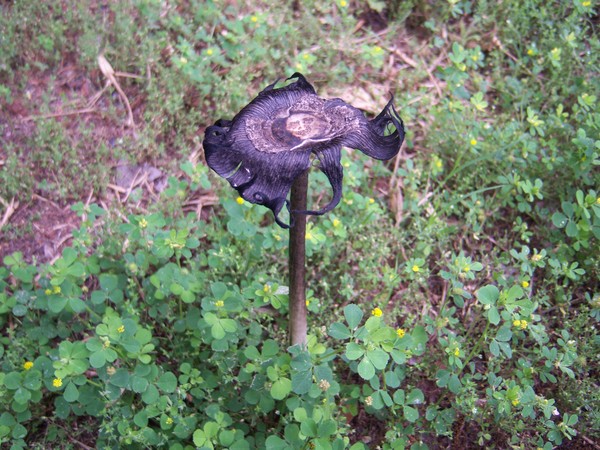 Creepy Mushroom 1