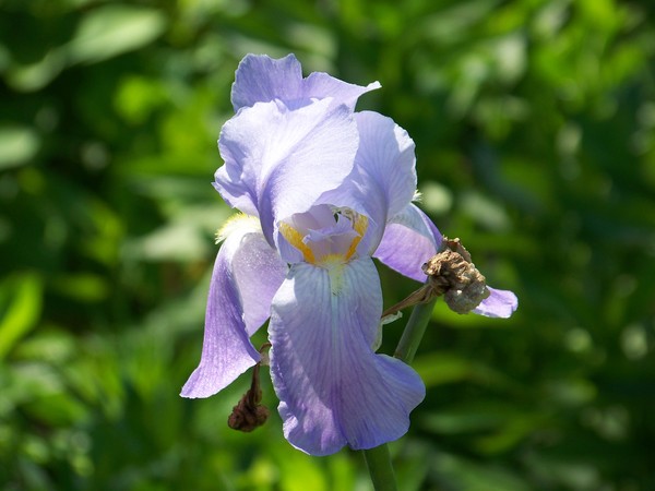 Iris
