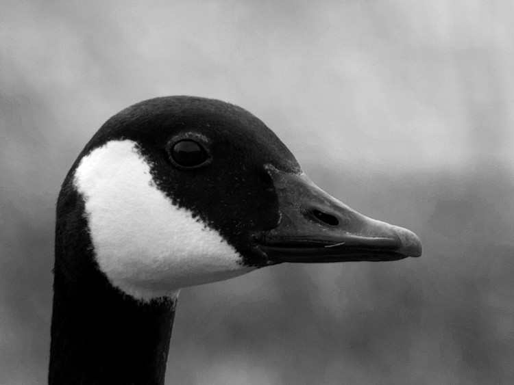 Portrait of a Canadian Goose