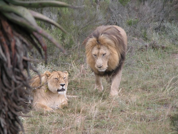 Lions In Winter