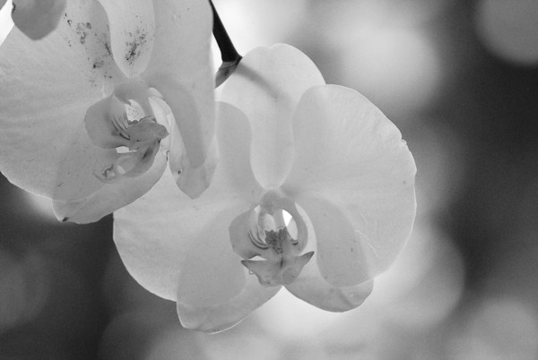 Colorless Beauty