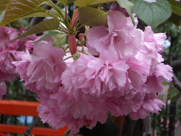 sakura