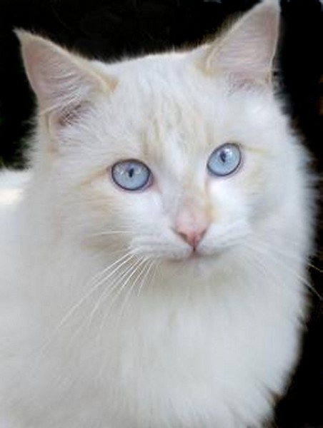 Pretty Blue Eyes -revamp-