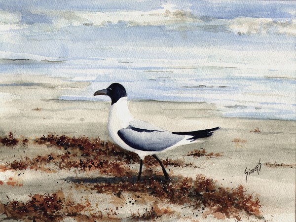 Galveston Gull
