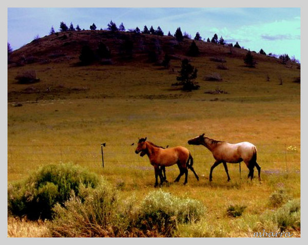 Wild Horses