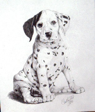 Dalmation