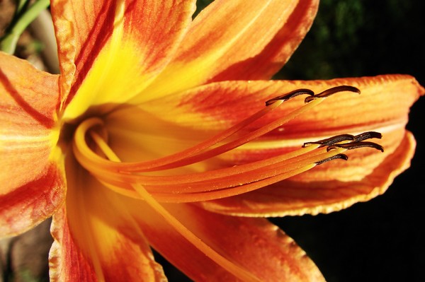Orange Lilly
