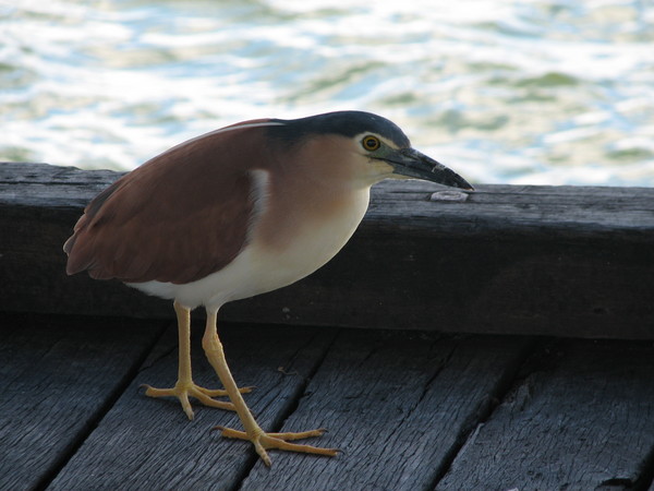Jetty Bird