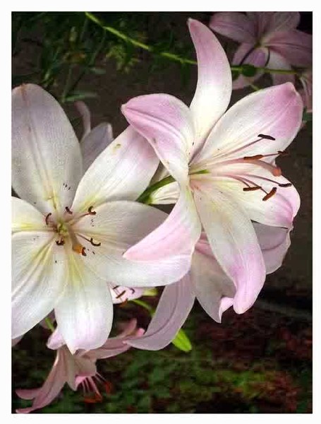 +Flowers+