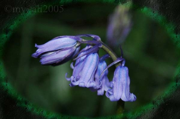 Blue Bells 