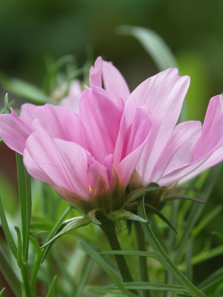 PINK SOFT PETALS 1