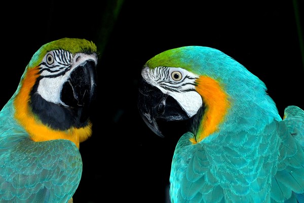 Wild pair