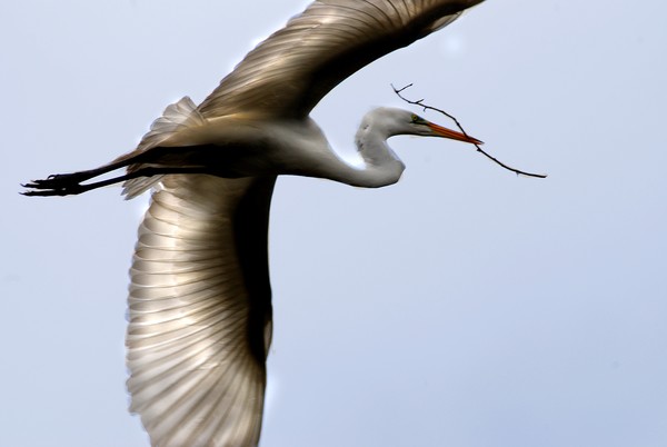 Wings