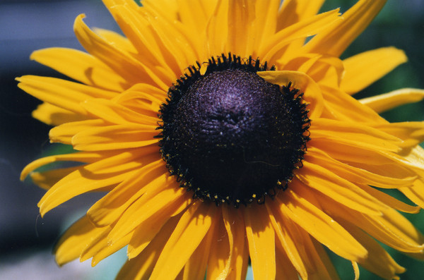 A Little Sun With Your Day?