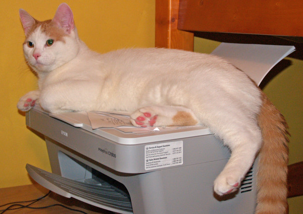 Copy Cat