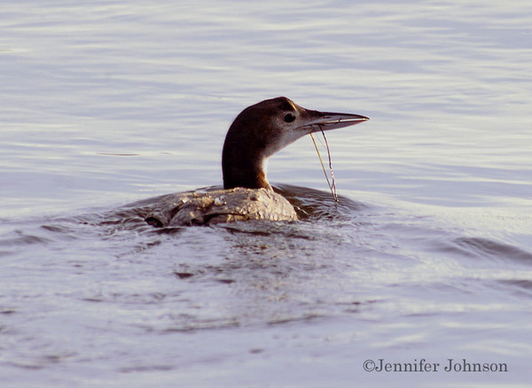 Bottom Feeder