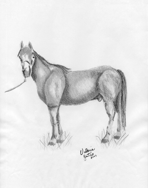 Horse
