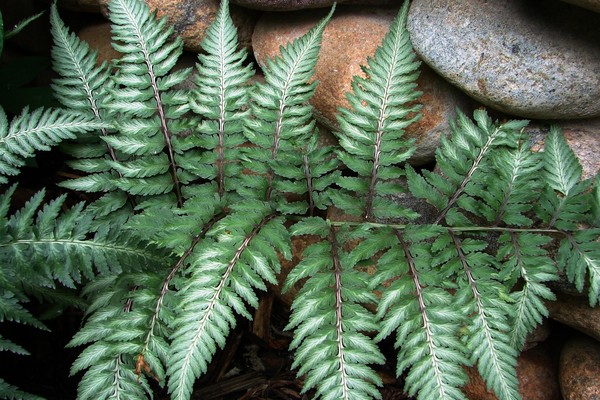Fern and Wall