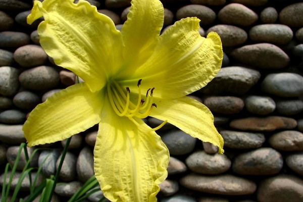 Yellow Daylilly and Wall