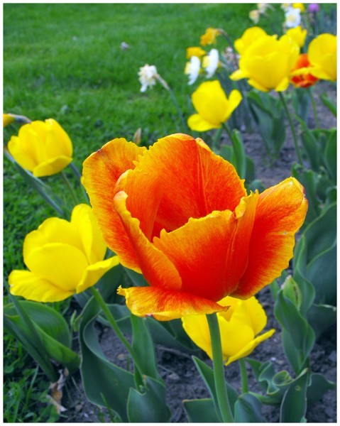 Spring Time Tulips
