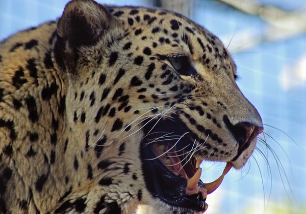 Leopard