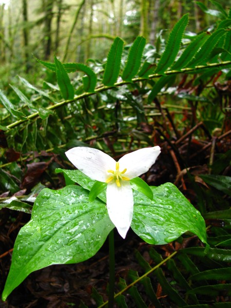 Trillium Three