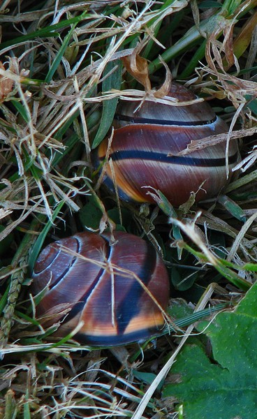 Snails