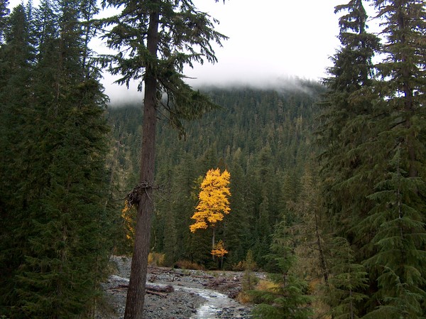 More Cottonwood