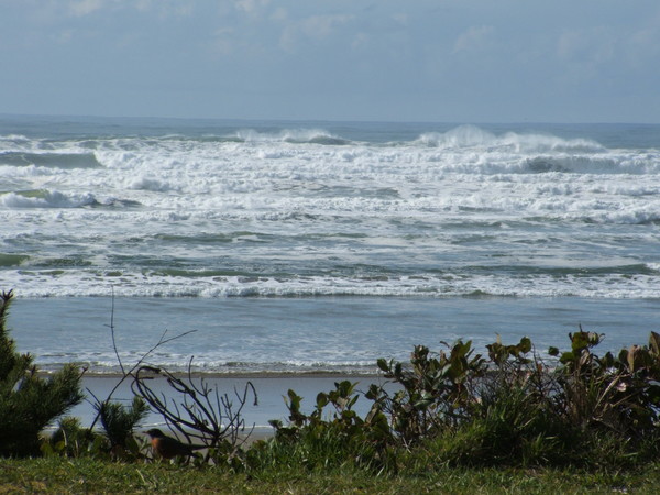 Ocean Robin
