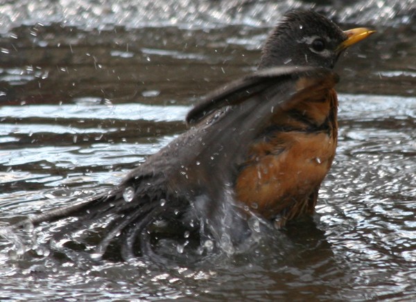 Spring Bath