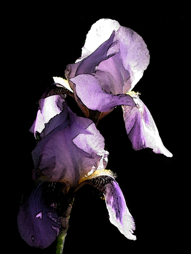 Iris2