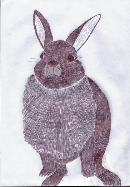rabbit3