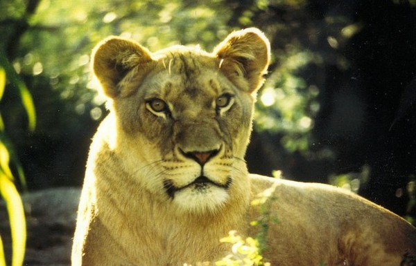 Lioness