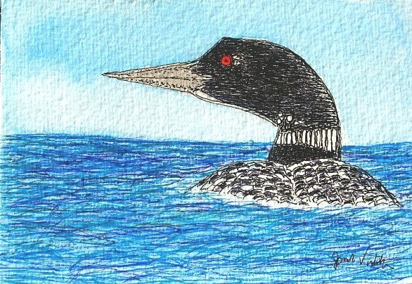 Blue water Loon