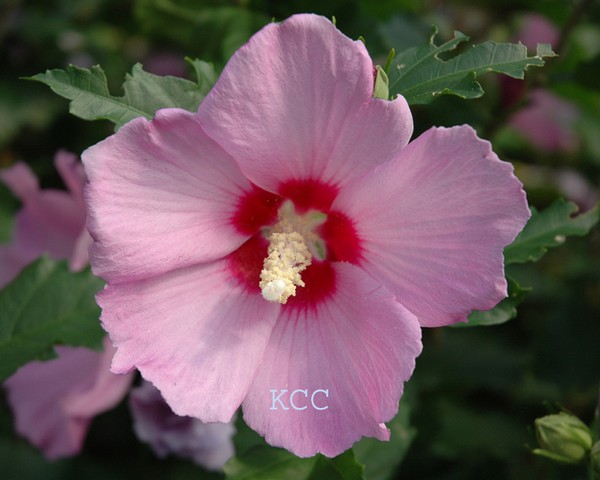 Rose of Sharon