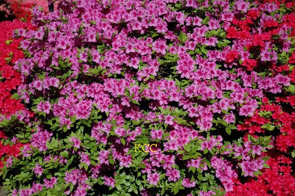 Spring Colors