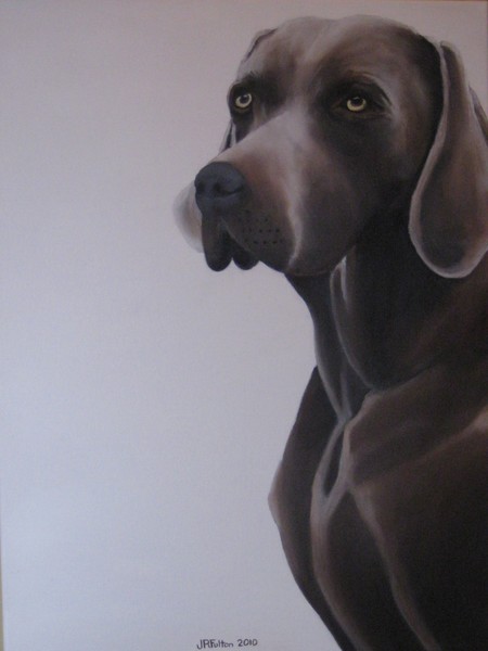 Weimaraner Face